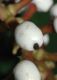 image of Actaea pachypoda