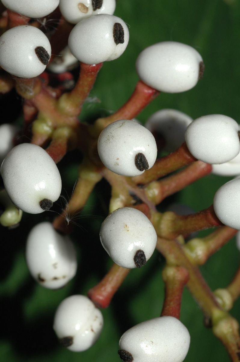 Ranunculaceae Actaea pachypoda
