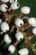 image of Actaea pachypoda