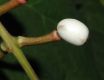image of Actaea pachypoda