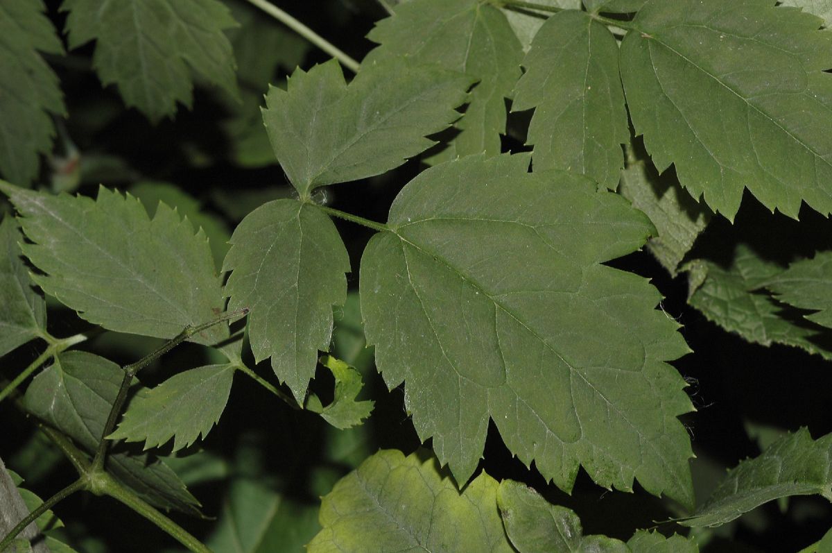 Ranunculaceae Actaea pachypoda