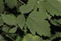 image of Actaea pachypoda