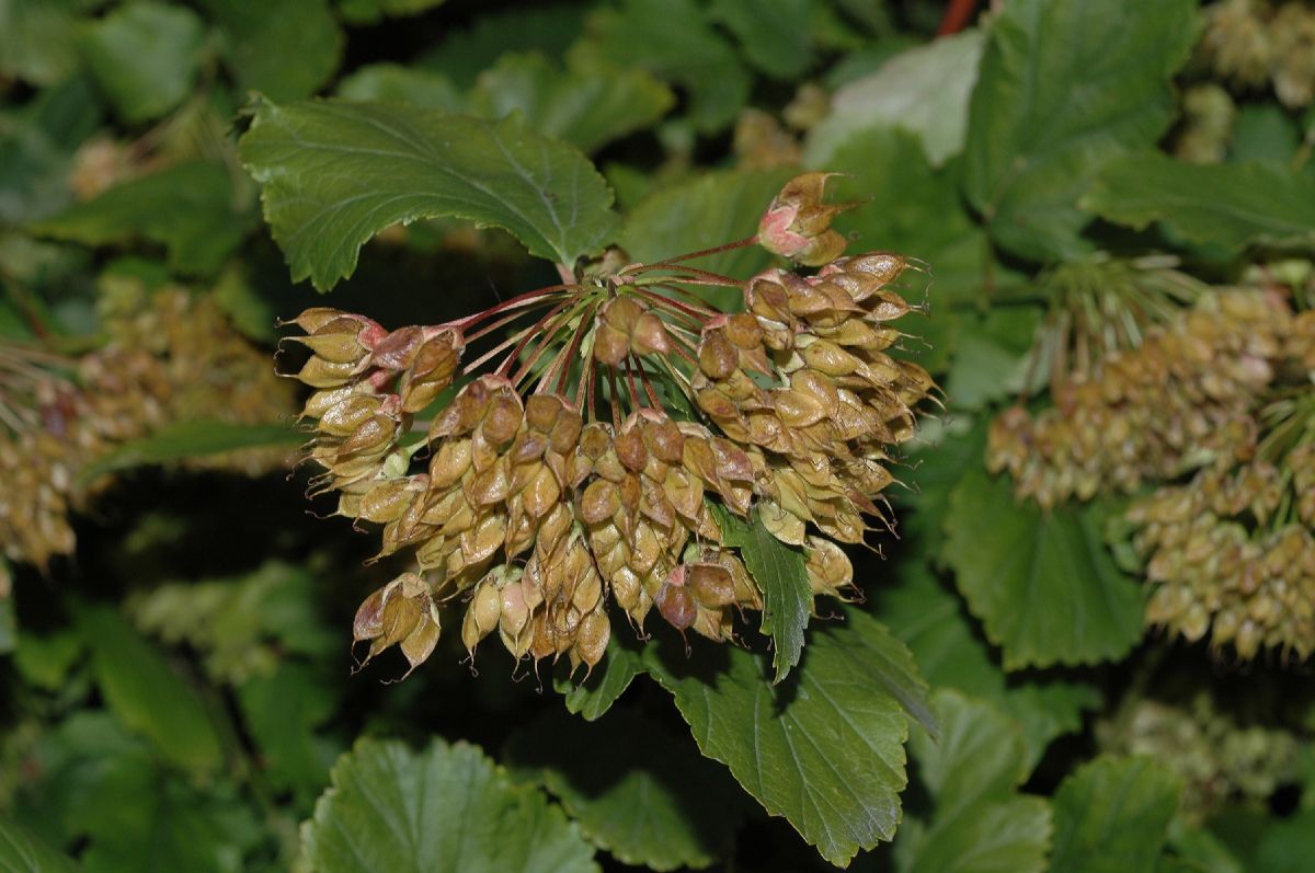 Rosaceae Physocarpus opulifoius