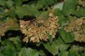 image of Physocarpus opulifoius