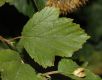 image of Physocarpus opulifoius
