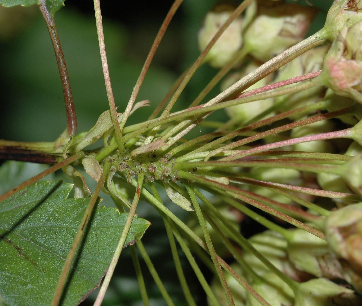 Rosaceae Physocarpus opulifoius