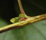 image of Physocarpus opulifoius