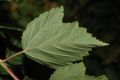 image of Physocarpus opulifoius