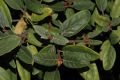 image of Shepherdia canadensis