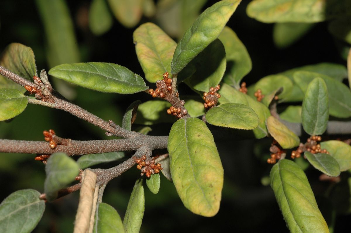 Elaeagnaceae Shepherdia canadensis
