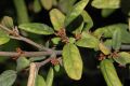 image of Shepherdia canadensis