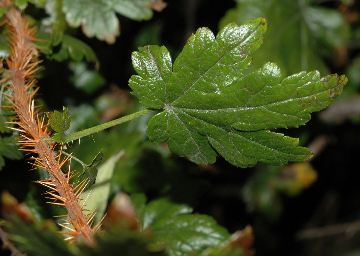 Grossulariaceae Ribes lacustre