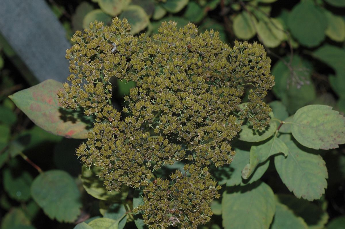 Rosaceae Spiraea betulifoia