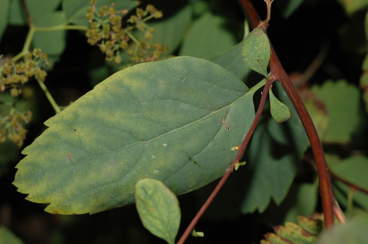 Rosaceae Spiraea betulifoia