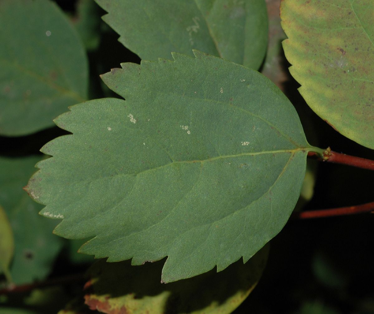 Rosaceae Spiraea betulifoia