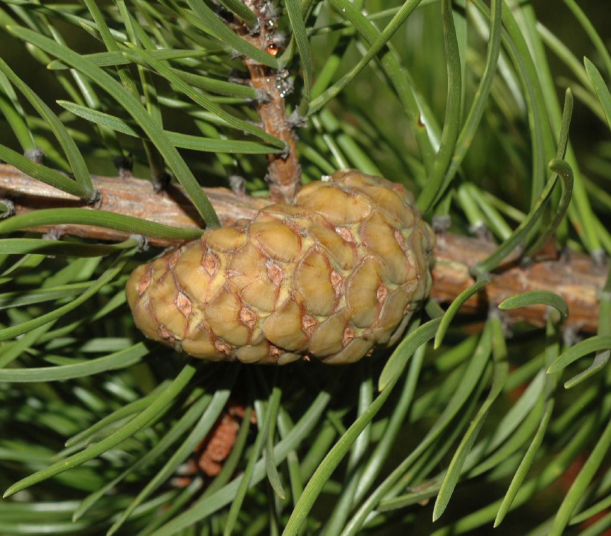 Pinaceae Pinus banksiana