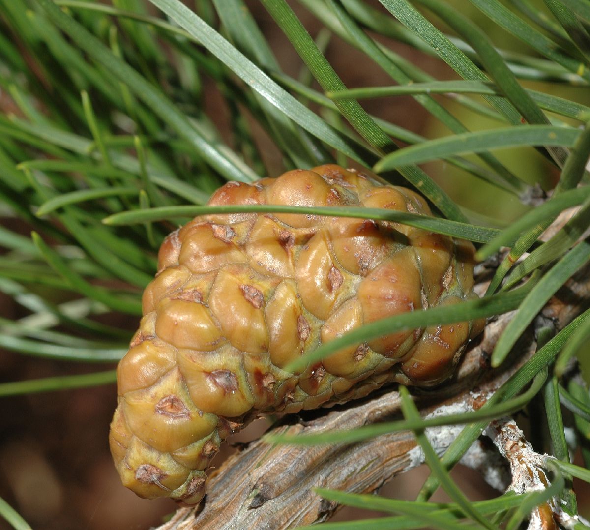 Pinaceae Pinus banksiana