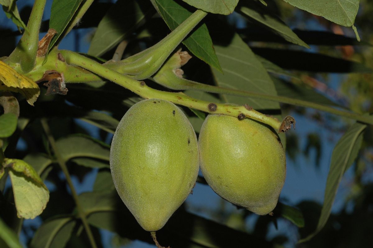 Juglandaceae Juglans mandshurica