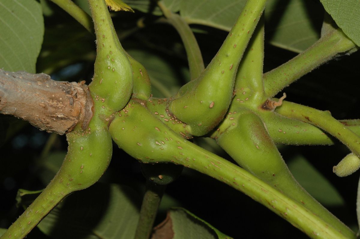 Juglandaceae Juglans mandshurica