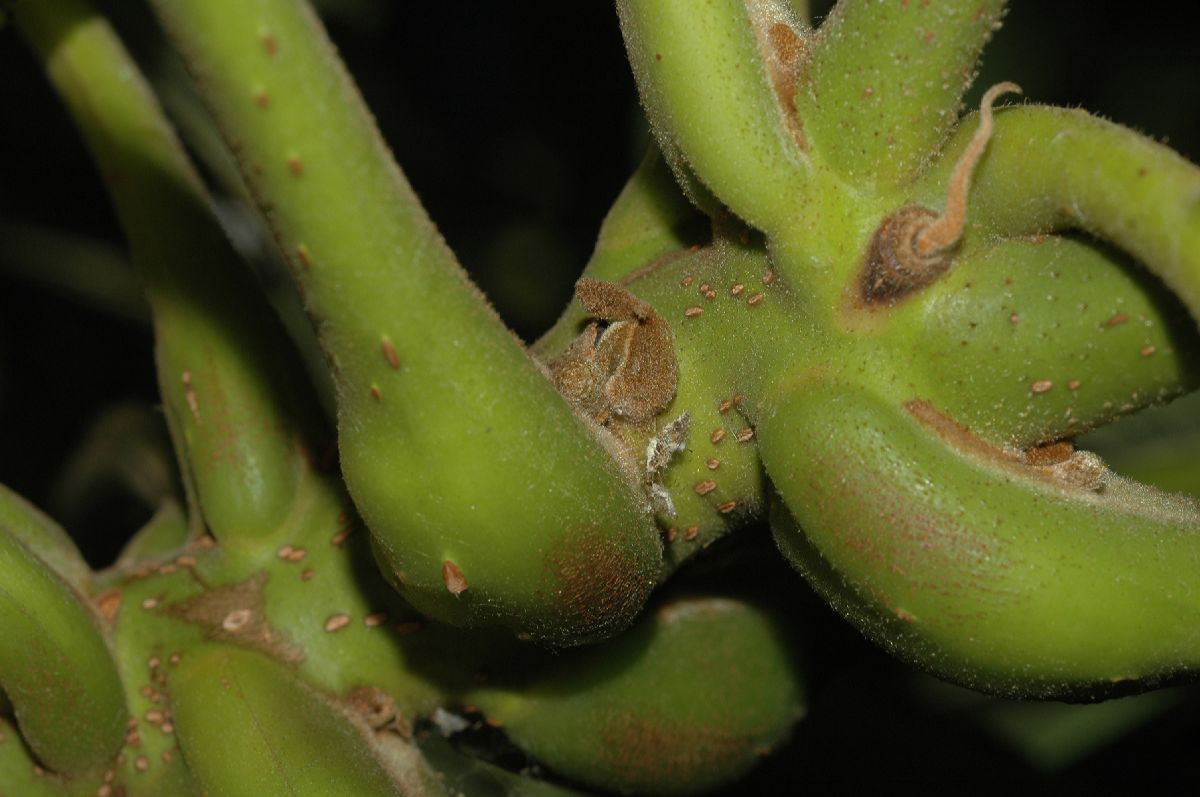 Juglandaceae Juglans mandshurica