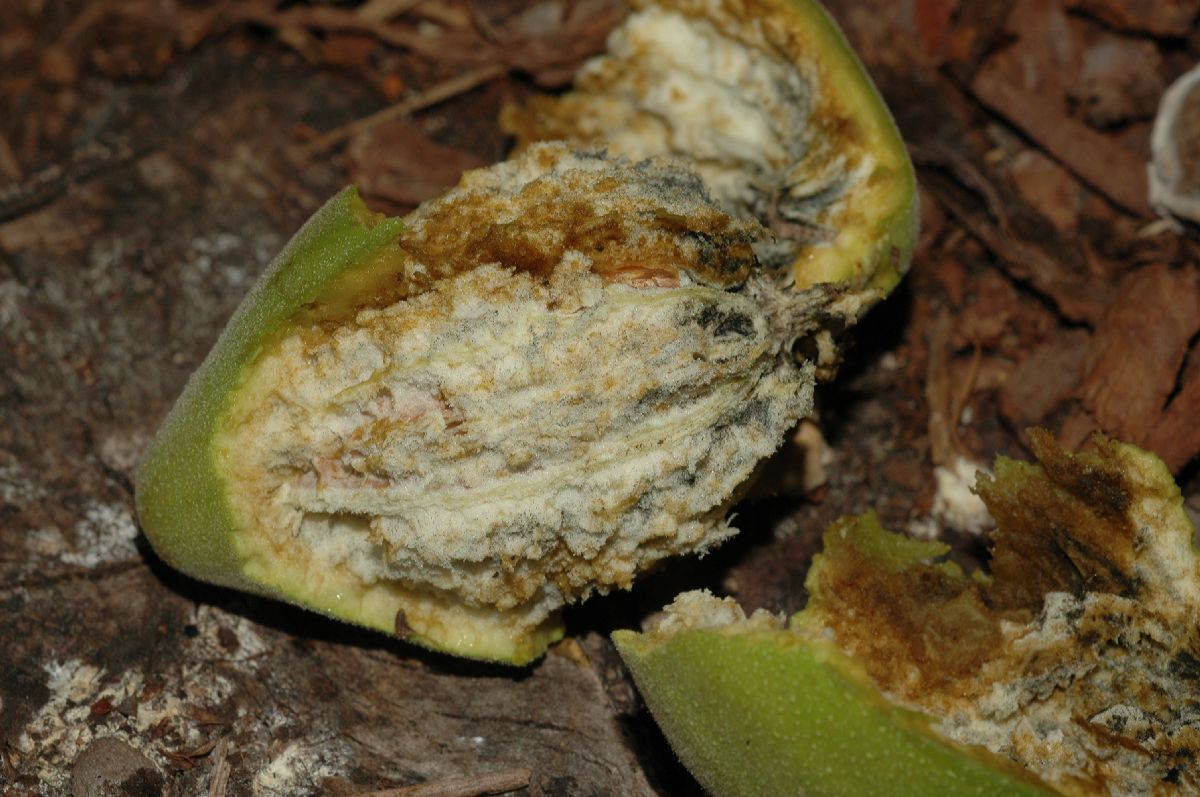 Juglandaceae Juglans mandshurica
