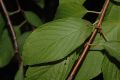 image of Prunus maackii