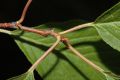 image of Prunus maackii