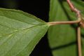 image of Prunus maackii
