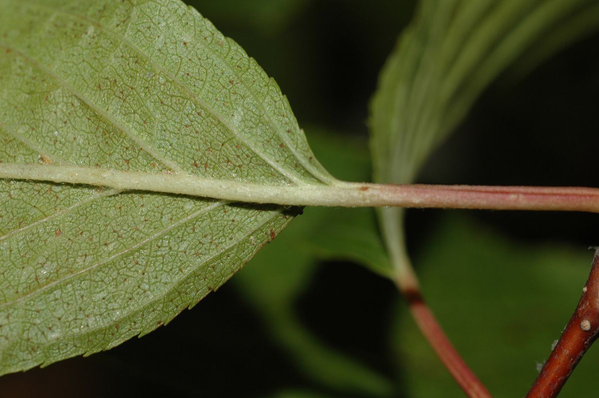 Rosaceae Prunus maackii