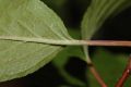 image of Prunus maackii