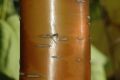 image of Prunus maackii