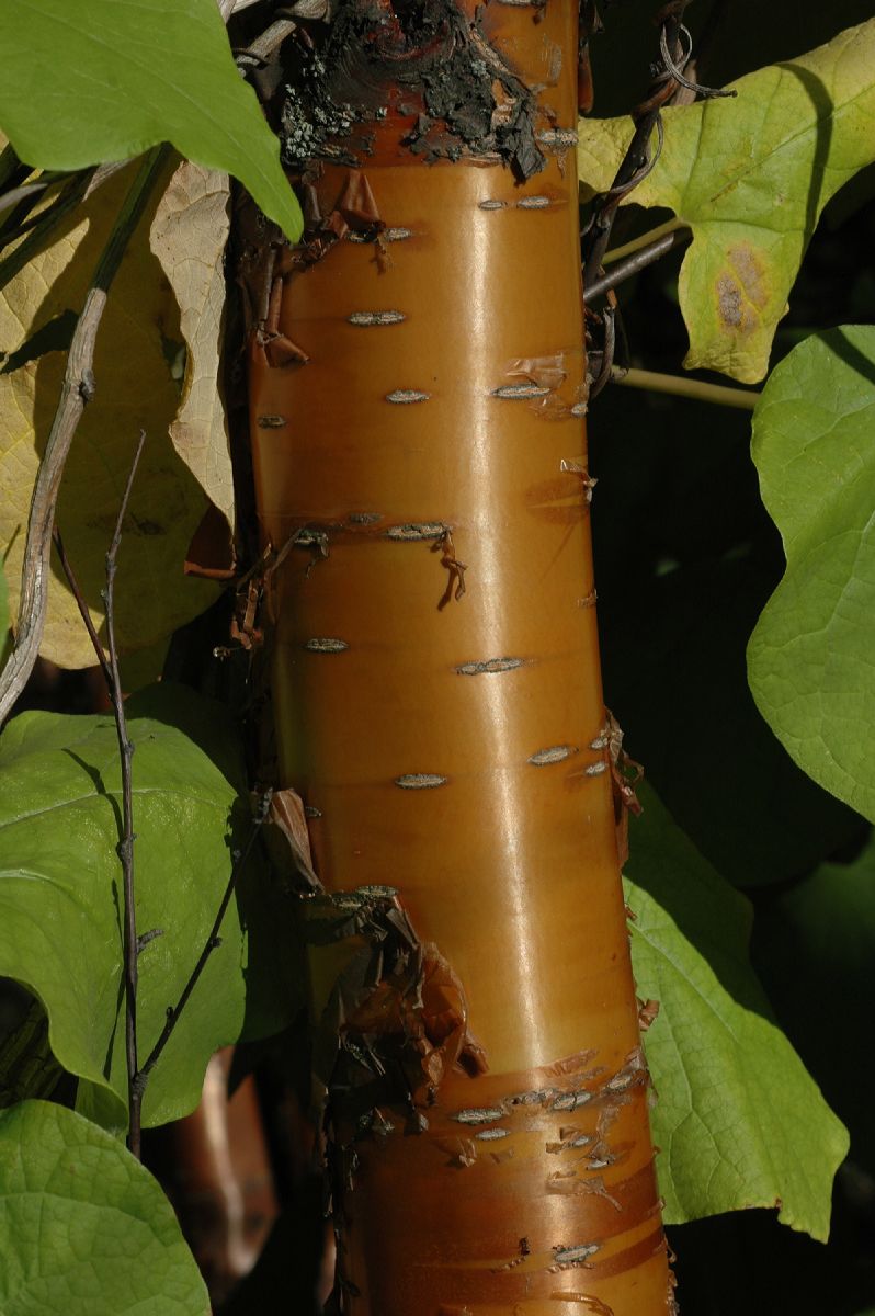 Rosaceae Prunus maackii