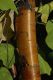 image of Prunus maackii