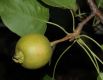 image of Pyrus ussuriensis