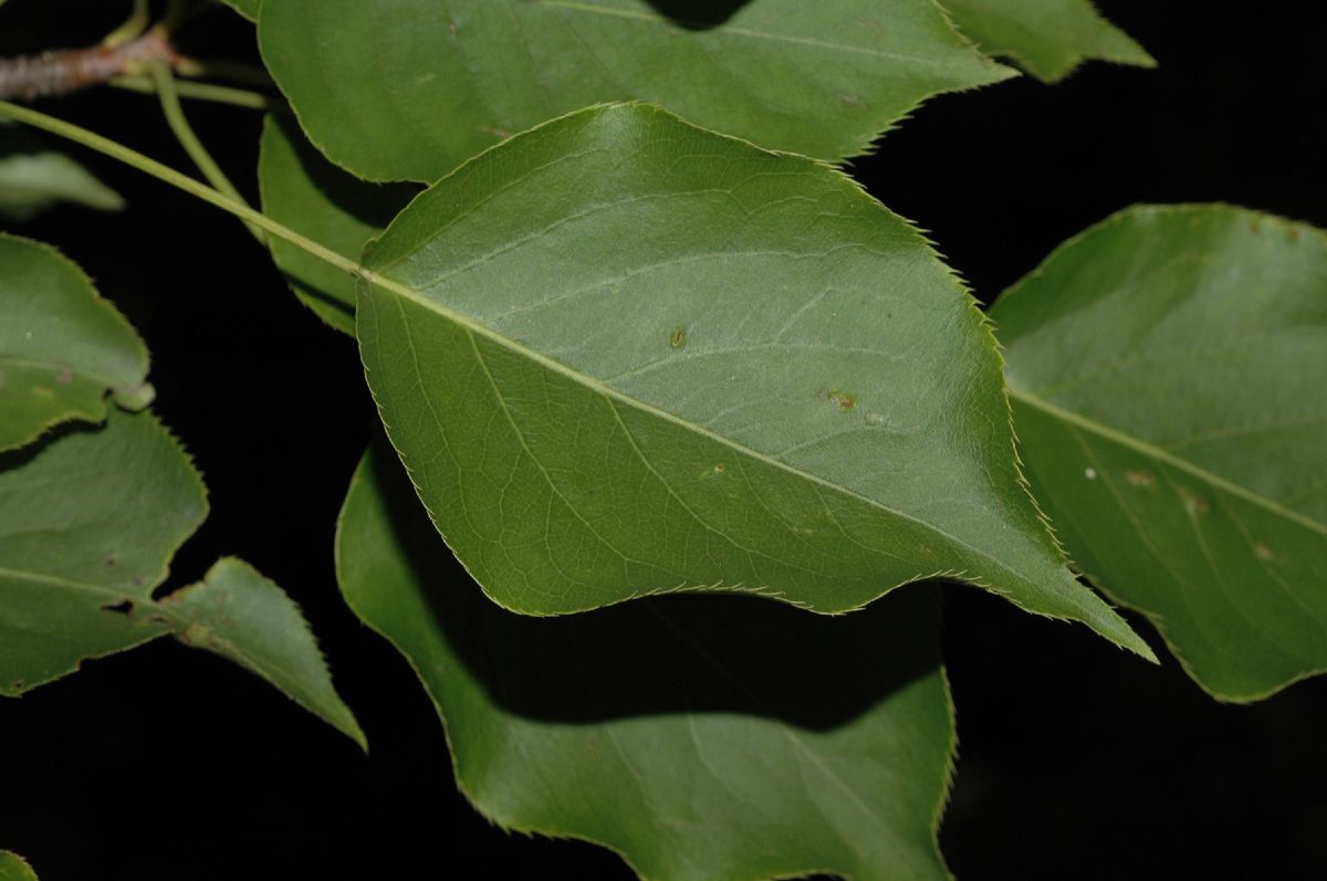 Rosaceae Pyrus ussuriensis