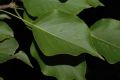 image of Pyrus ussuriensis