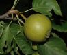 image of Pyrus ussuriensis