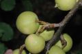 image of Pyrus ussuriensis