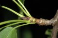 image of Pyrus ussuriensis
