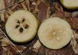 image of Pyrus ussuriensis