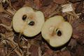 image of Pyrus ussuriensis