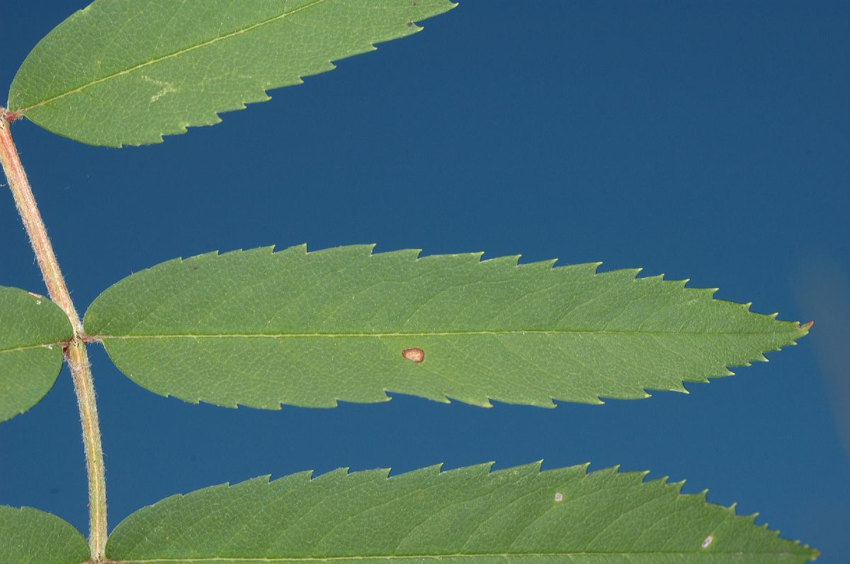 Rosaceae Sorbus pohusashanensis