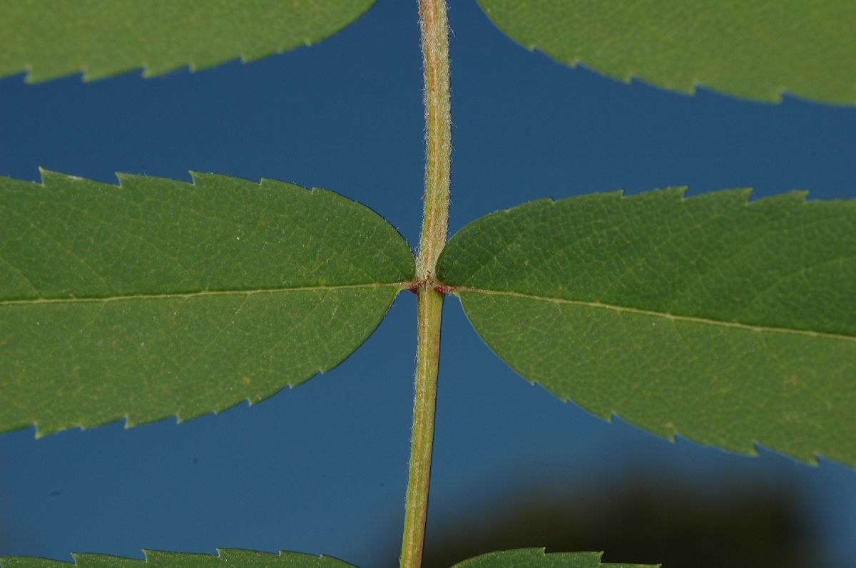 Rosaceae Sorbus pohusashanensis