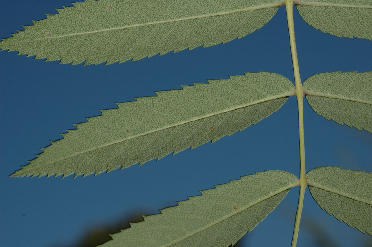 Rosaceae Sorbus pohusashanensis