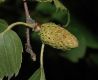 image of Betula lanata