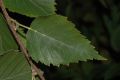 image of Betula lanata