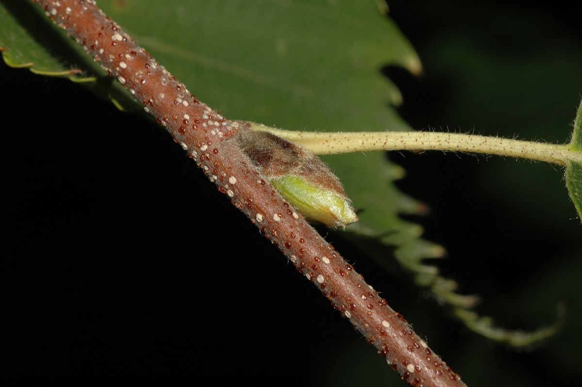 Betulaceae Betula lanata