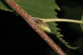 image of Betula lanata