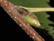 image of Betula lanata