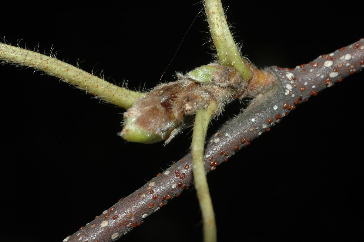 Betulaceae Betula lanata
